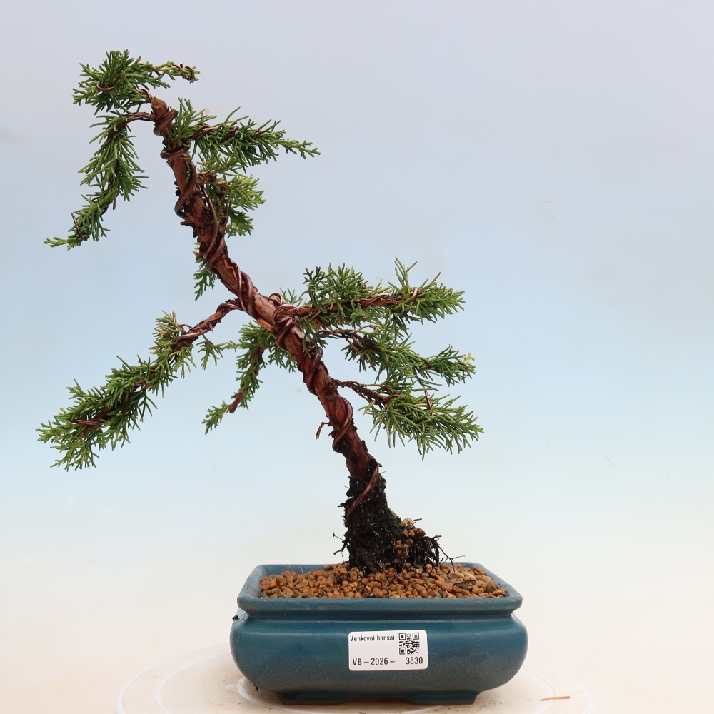 Venkovní bonsai - Juniperus chinensis Kishu -Jalovec čínský