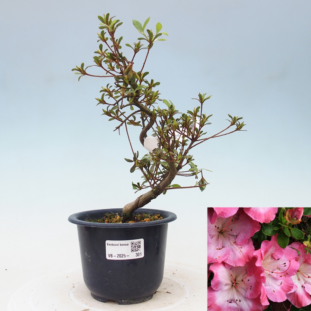 Venkovní bonsai - Japonská azalka - Azalea Sakurakomachi