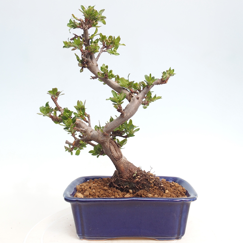 Venkovní bonsai - Malus sargentii -  Maloplodá jabloň