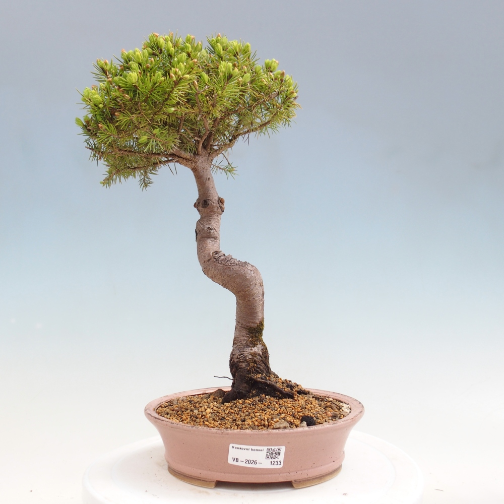 Venkovní bonsai- Smrk kulovitý - Picea glauca globe
