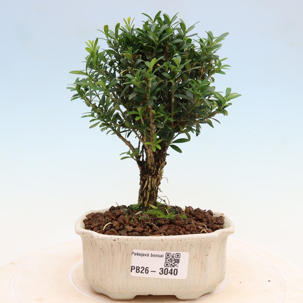 Pokojová bonsai - Buxus harlandii -korkový buxus