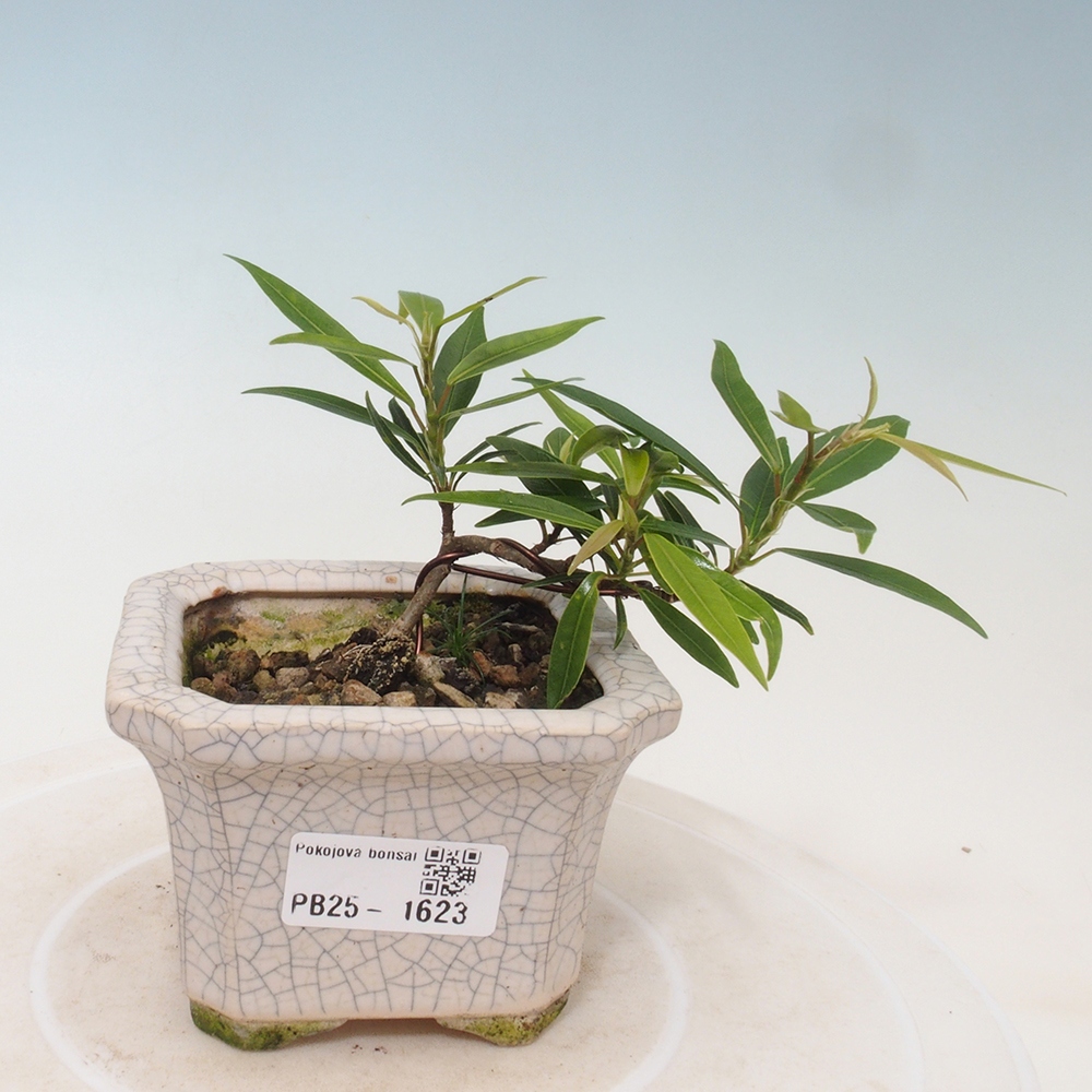 Pokojová bonsai - Ficus nerifolia -  malolistý fíkus