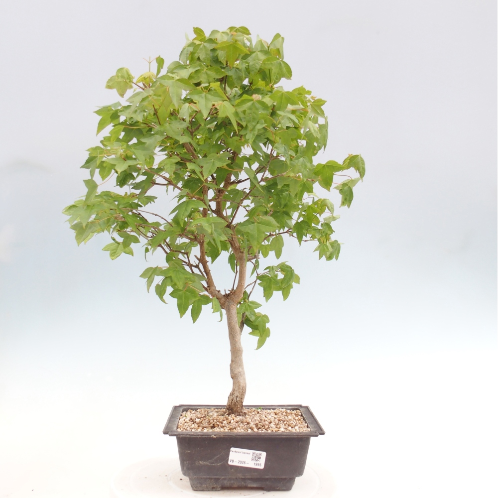 Venkovní bonsai - Acer Buergerianum - Javor Burgerův