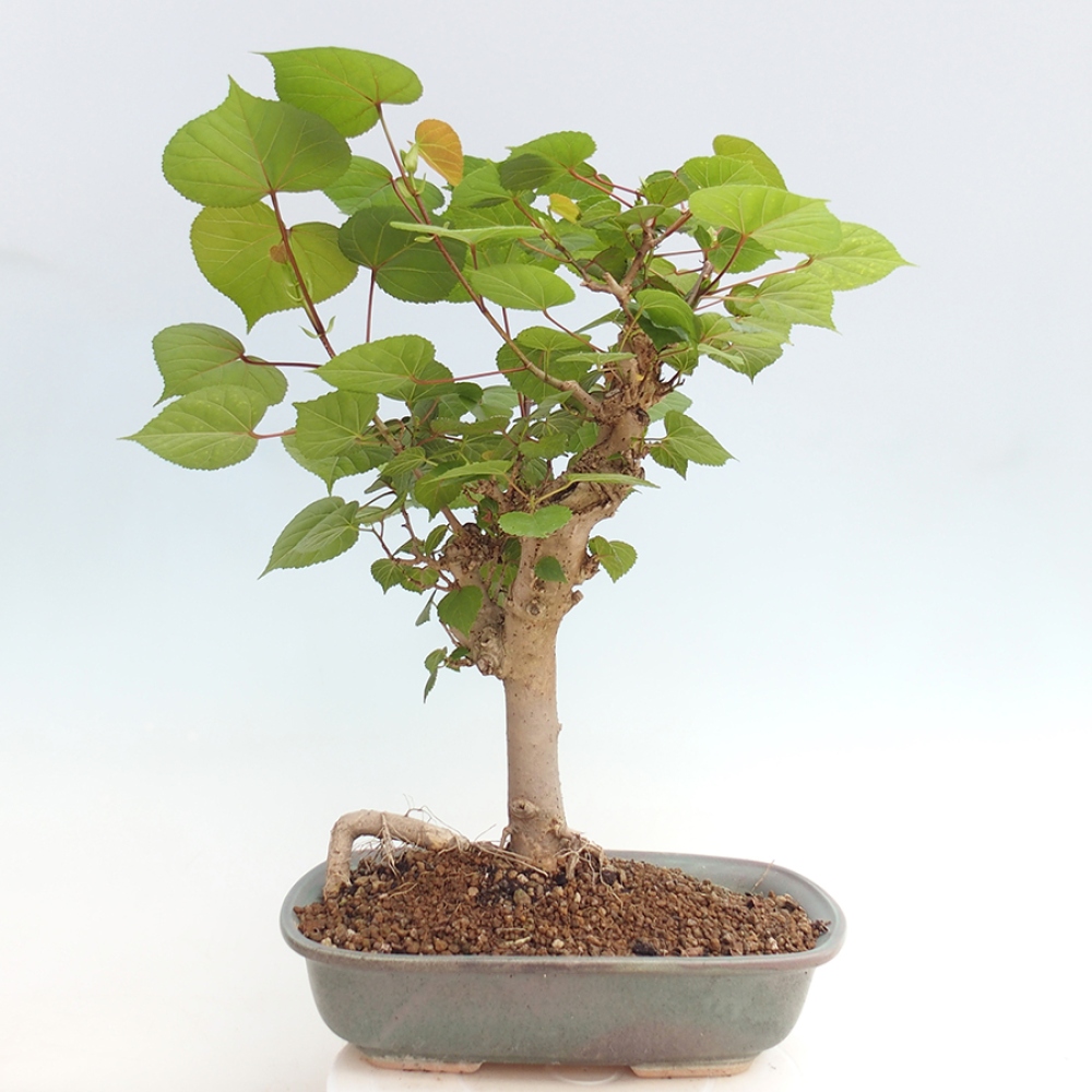 Pokojová bonsai - Hibiscus tiliaceus - Ibišek lípovitý, morský