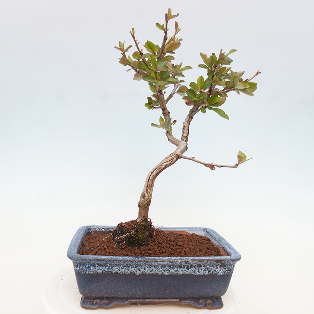 Venkovní bonsai - Chaneomeles s. Red Trail - Kdoulovec 