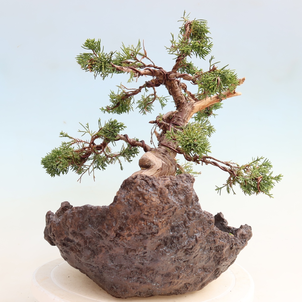 Venkovní bonsai - Juniperus chinensis Itoigawa-Jalovec čínský