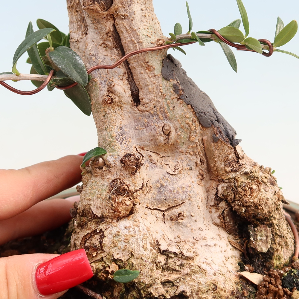 Pokojová bonsai - Olea europaea sylvestris -Oliva evropská drobnolistá
