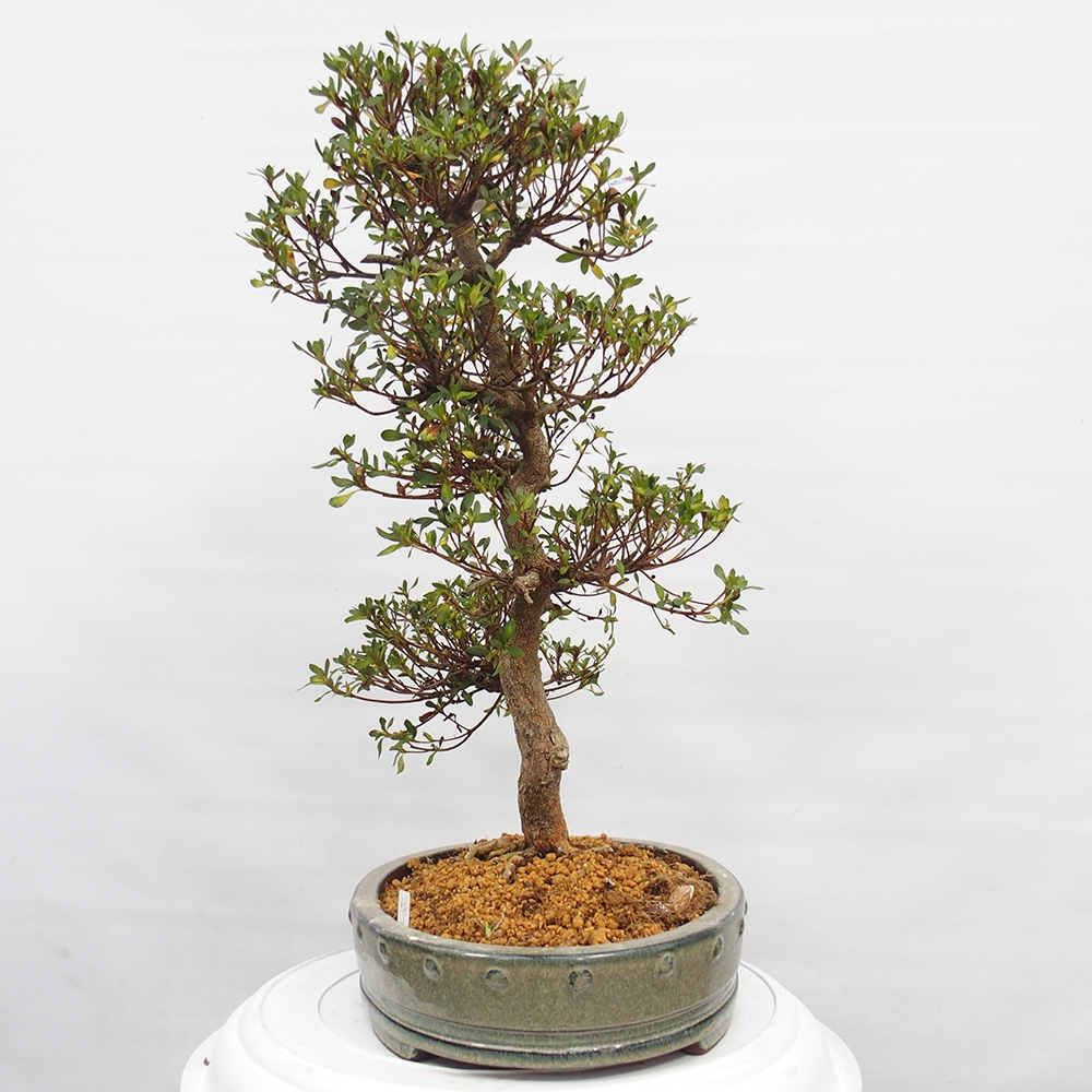 Venkovní bonsai - Japonská azalka - Azalea Nishikie