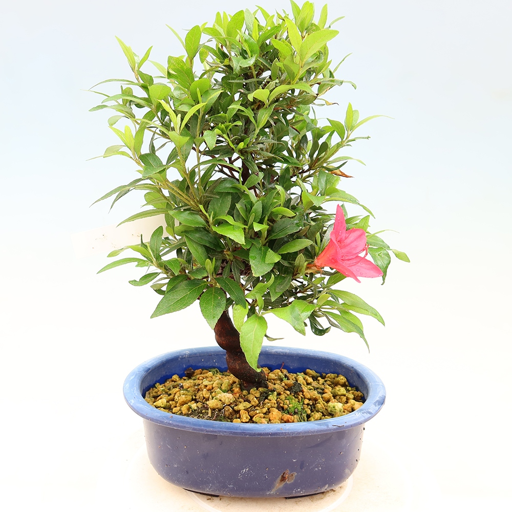 Venkovní bonsai - Japonská azalka - Azalea CHIHIRO