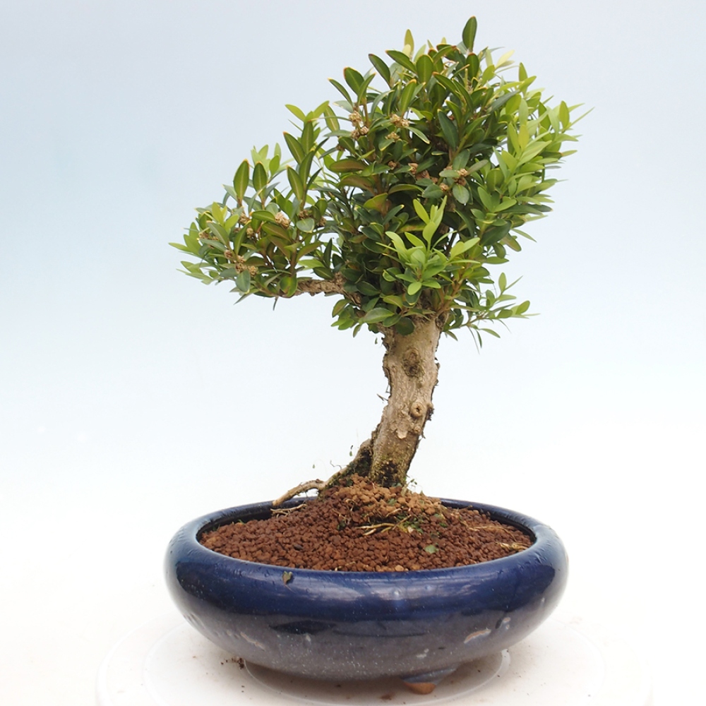 Venkovní bonsai - Buxus sempervirens - zimostráz