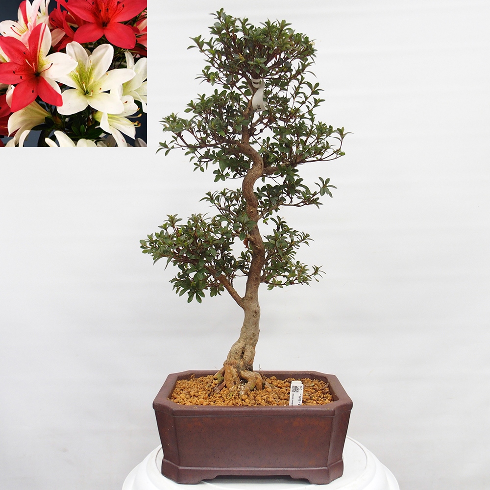 Venkovní bonsai - Japonská azalka - Azalea Hanatsuzuri
