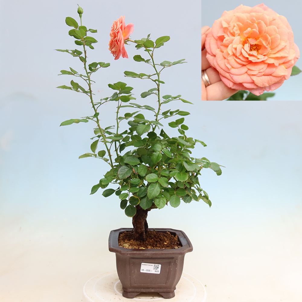 Venkovní bonsai - Rosa Kordes -  růže