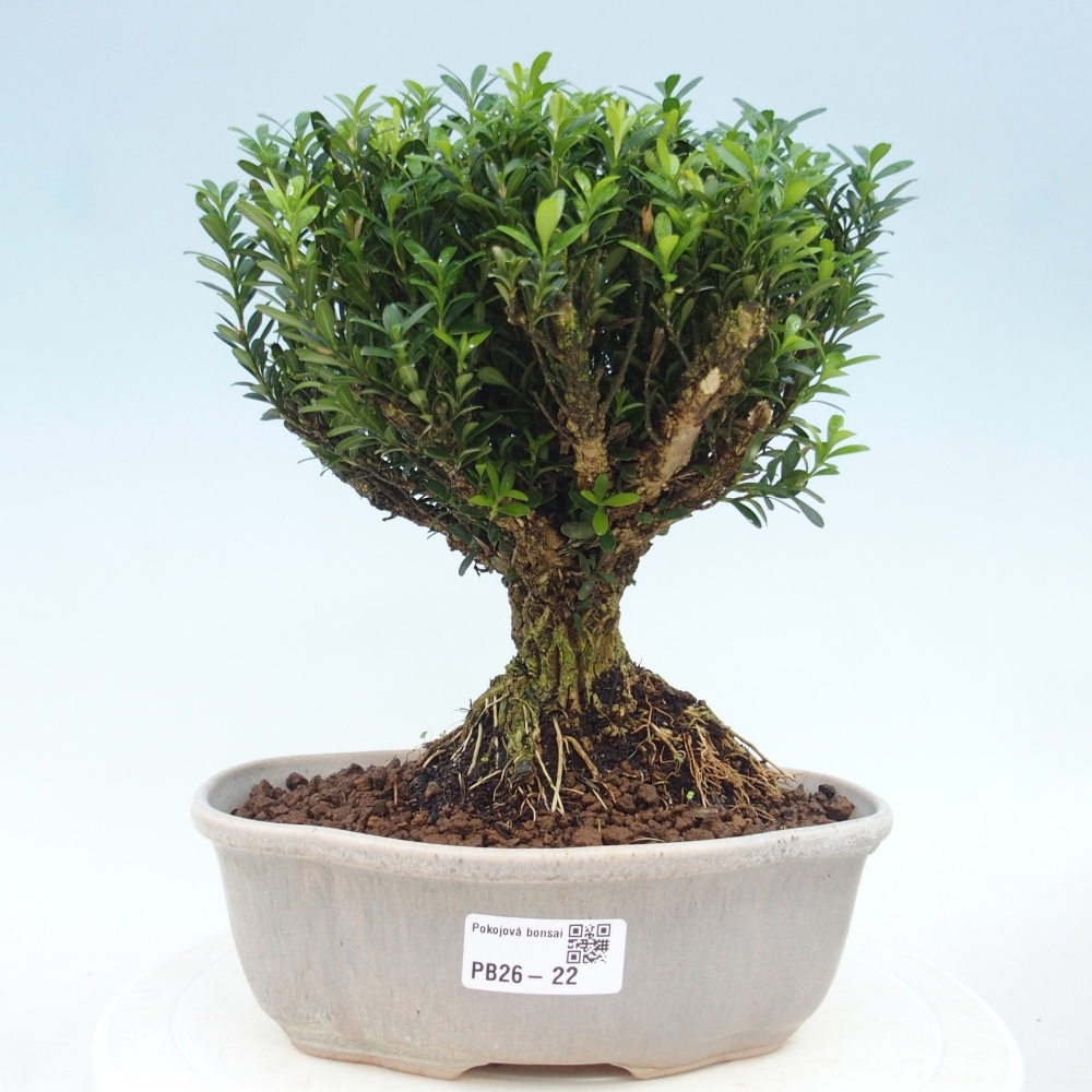 Pokojová bonsai - Buxus harlandii - korkový buxus