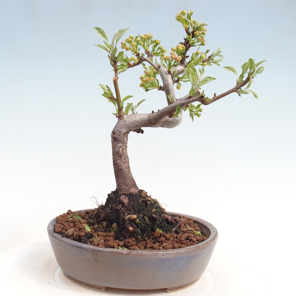 Venkovní bonsai - Malus sargentii -  Maloplodá jabloň