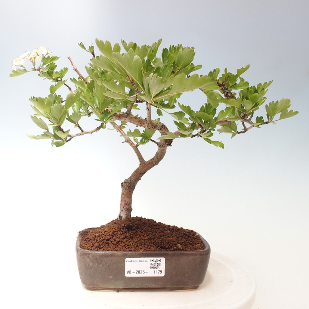 Venkovní bonsai - Hloh klínovitý - Crataegus cuneata