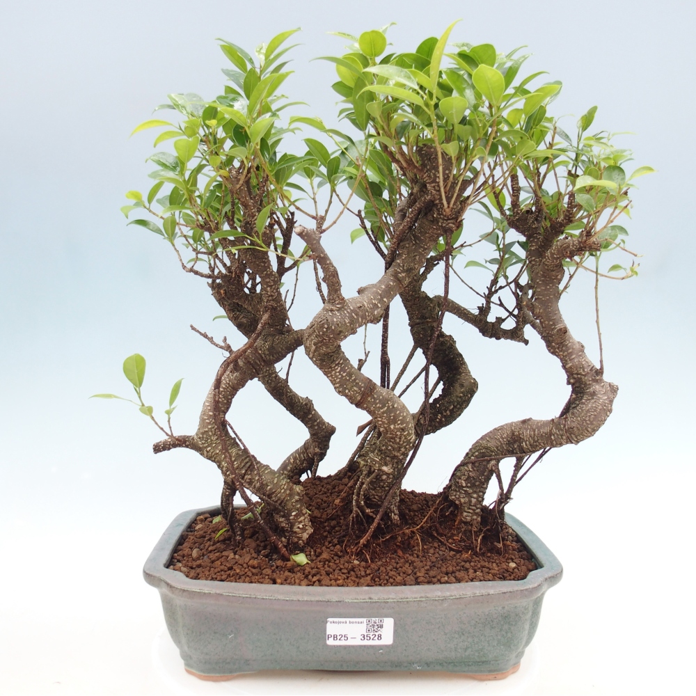 Pokojová bonsai - Ficus kimmen -  malolistý fíkus