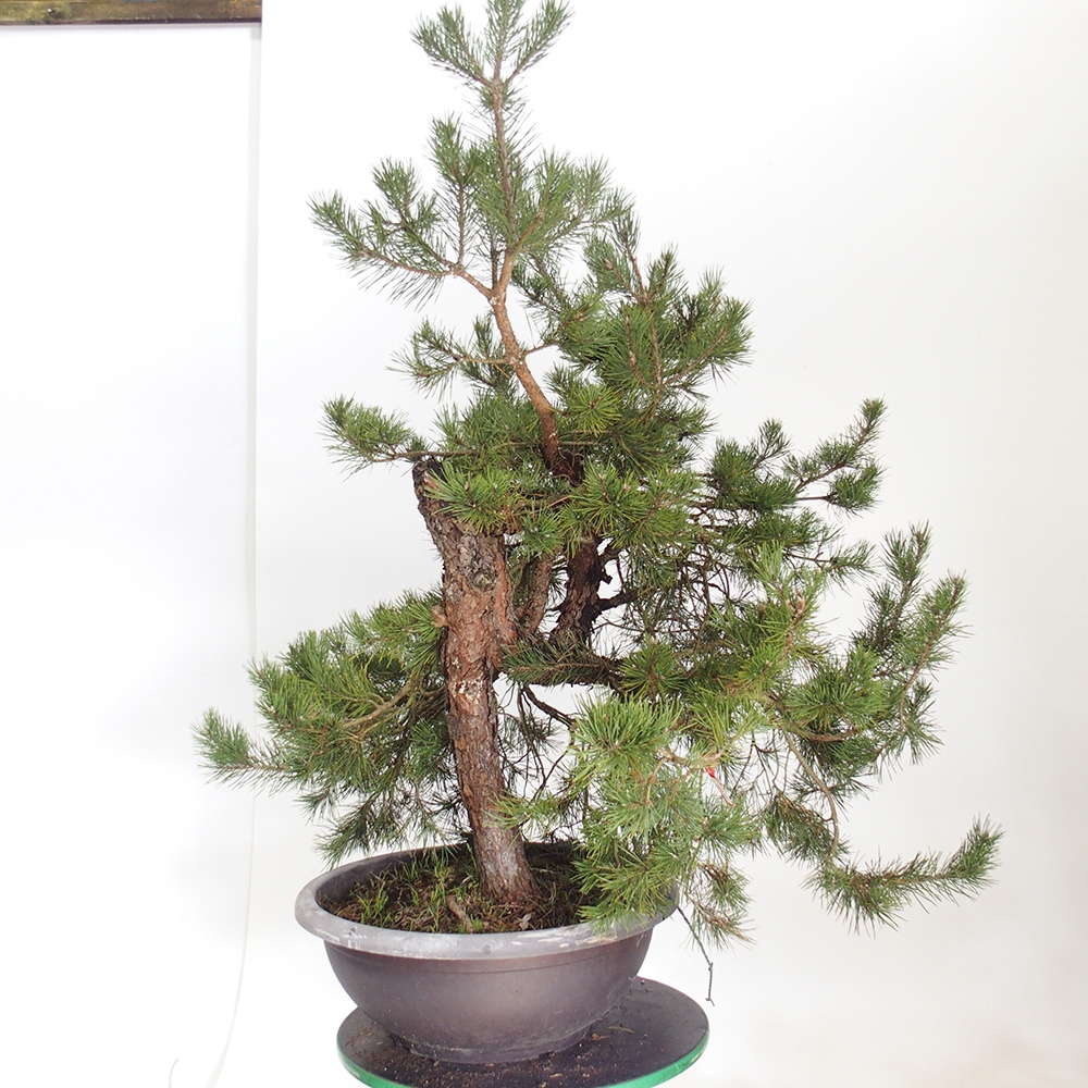 Yamadori - Pinus sylvestris Španělsko