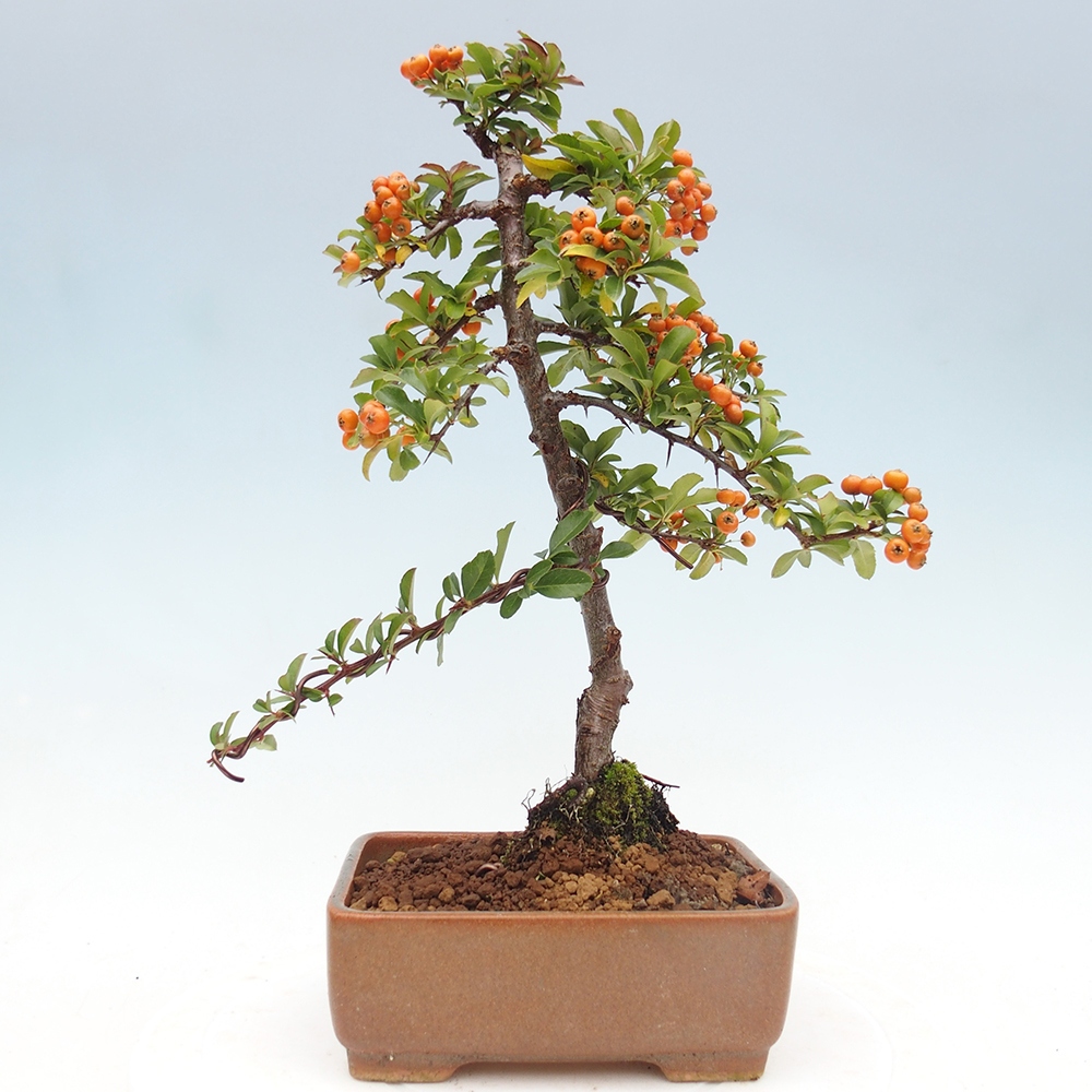 Venkovní bonsai-Pyracanta Teton -Hlohyně