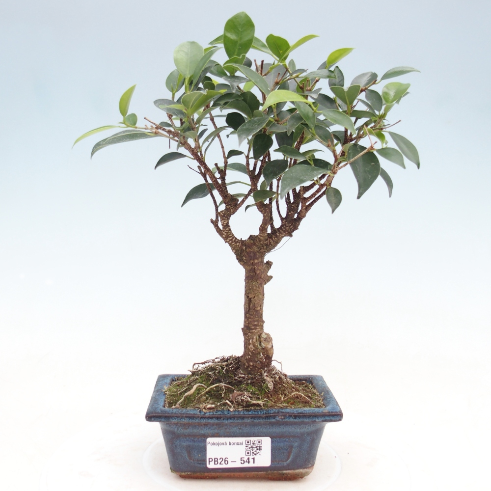 Pokojová bonsai Ficus retusa kimmen