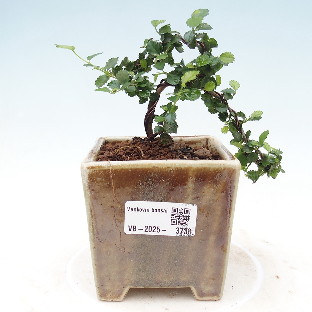 Pokojová bonsai - Grewia sp. - Grewie malolistá