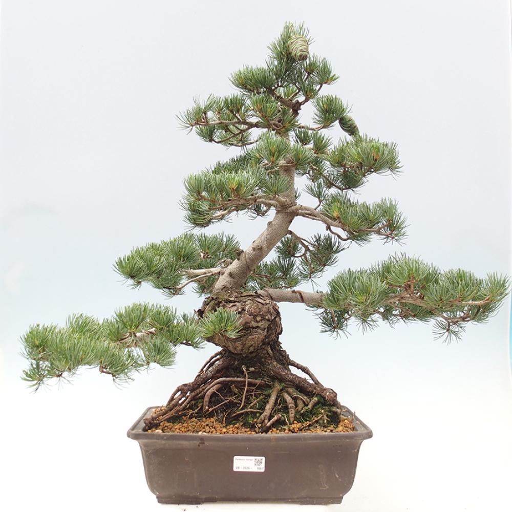 Venkovní bonsai - Pinus parviflora - Borovice drobnokvětá