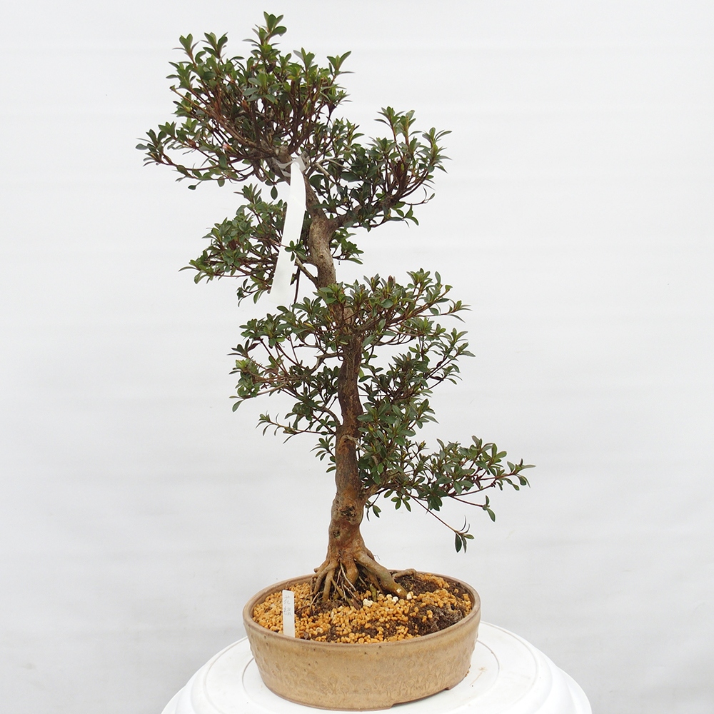 Venkovní bonsai - Japonská azalka - Azalea Hanatsuzuri