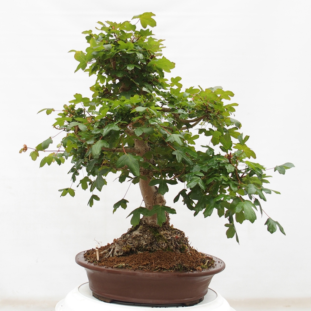 Venkovní bonsai - Javor Francouzský - Acer Nonspessulanum