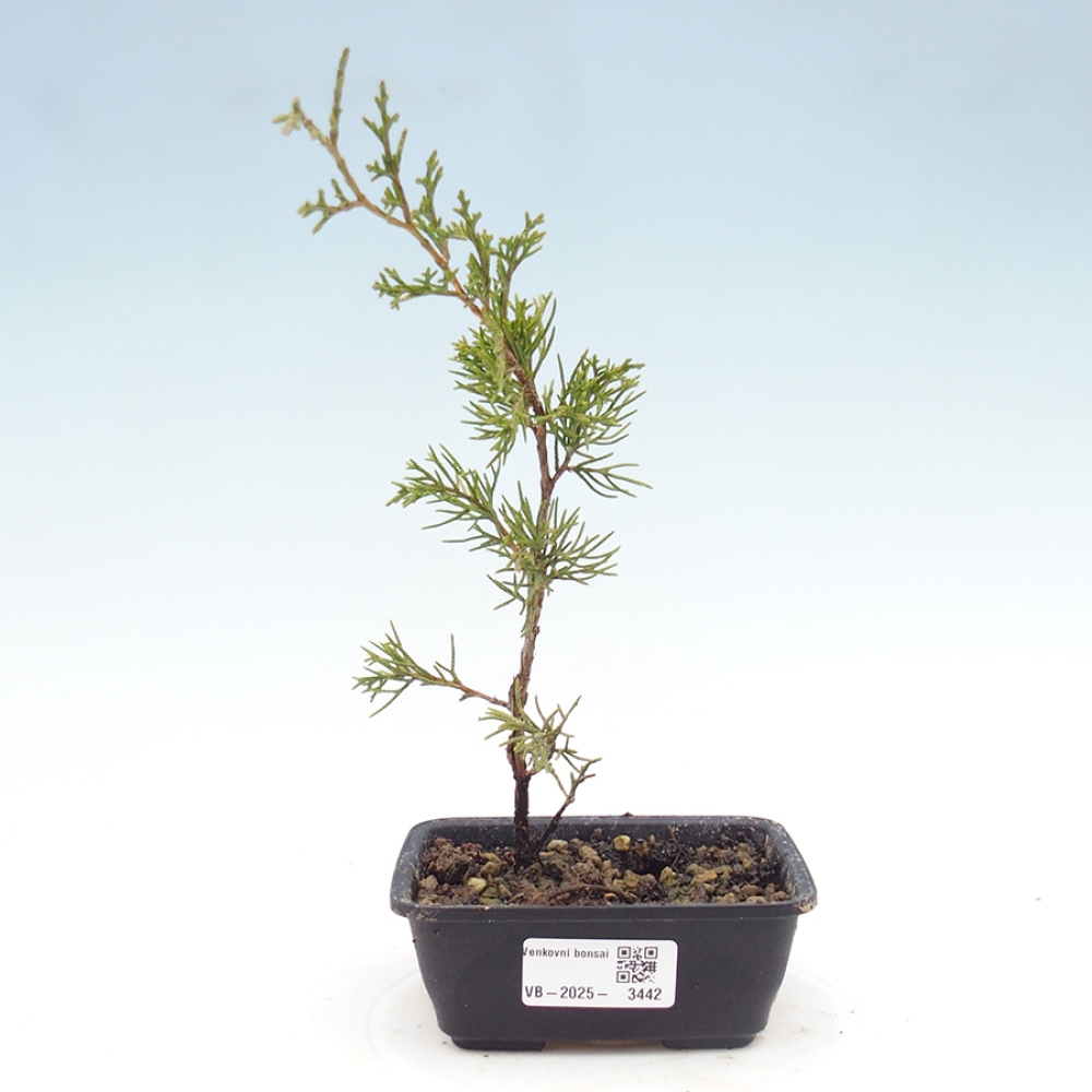 Venkovní bonsai - Juniperus chinensis Itoigawa -Jalovec čínský