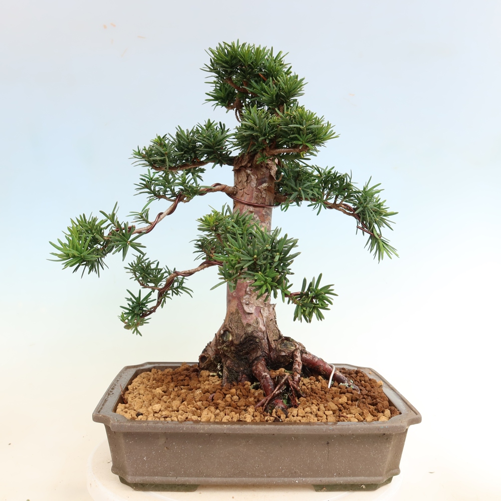 Venkovní bonsai - Taxus cuspidata  - Tis japonský