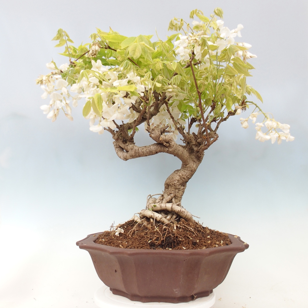 Venkovní bonsai - Vistarie  - Wisteria 