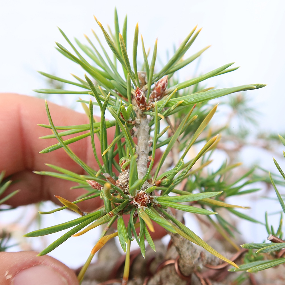 Pinus sylvestris Španělsko - borovice lesní
