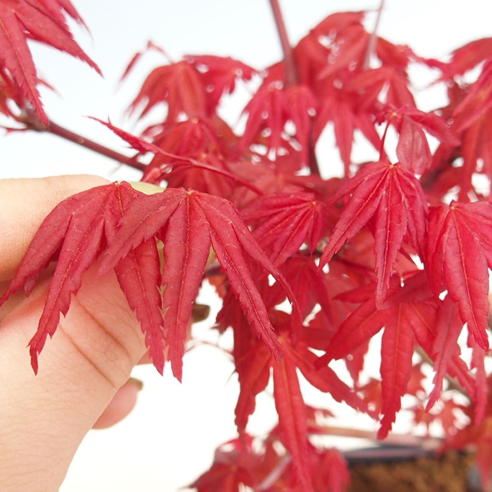 Venkovní bonsai - Javor dlanitolistý - Acer palmatum DESHOJO