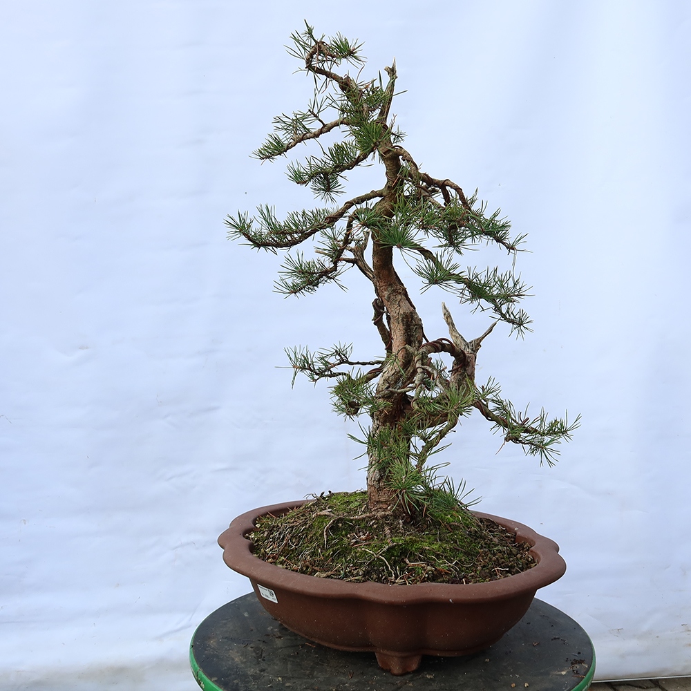 Pinus sylvestris Španělsko - borovice lesní
