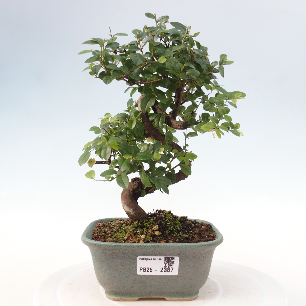 Pokojová bonsai - Sagerécie thea - Sagerécie thea