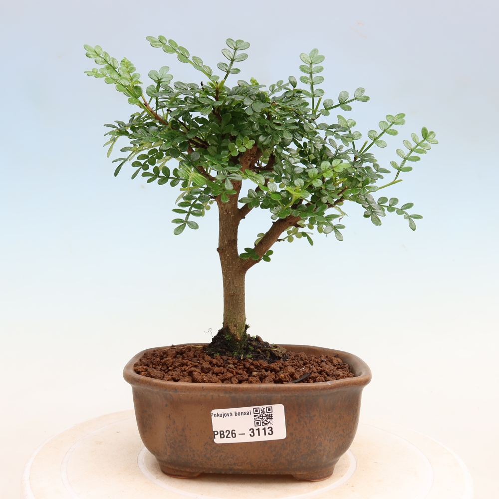 Pokojová bonsai - Zantoxylum piperitum - Pepřovník