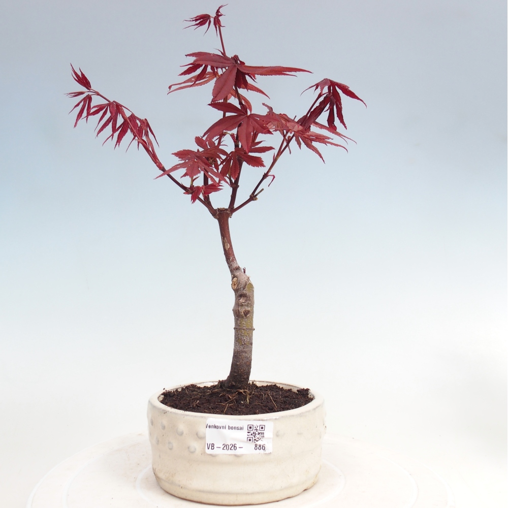 Venkovní bonsai - Acer palm. Atropurpureum-Javor dlanitolistý