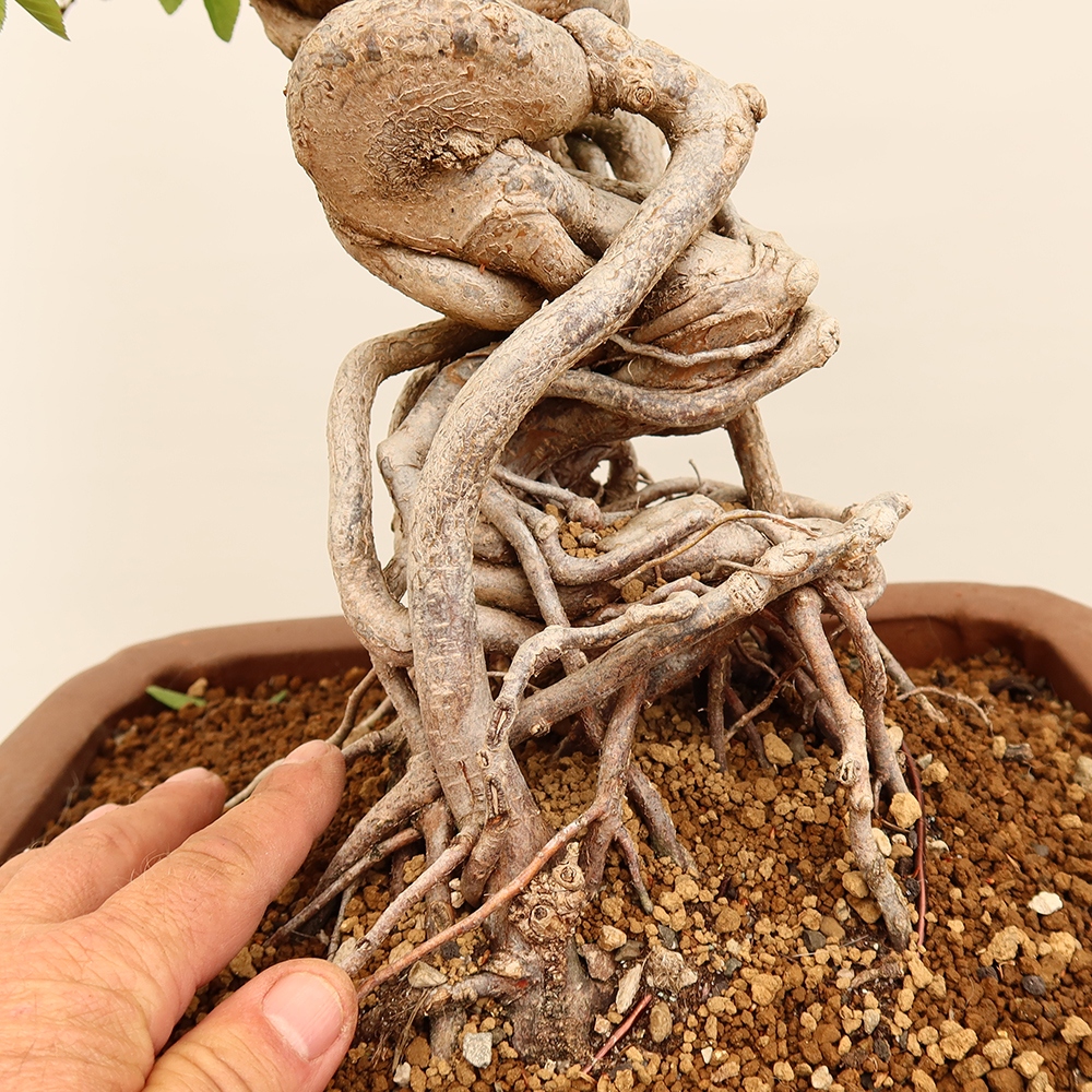 Venkovní bonsai -Carpinus Coreana - Habr korejský
