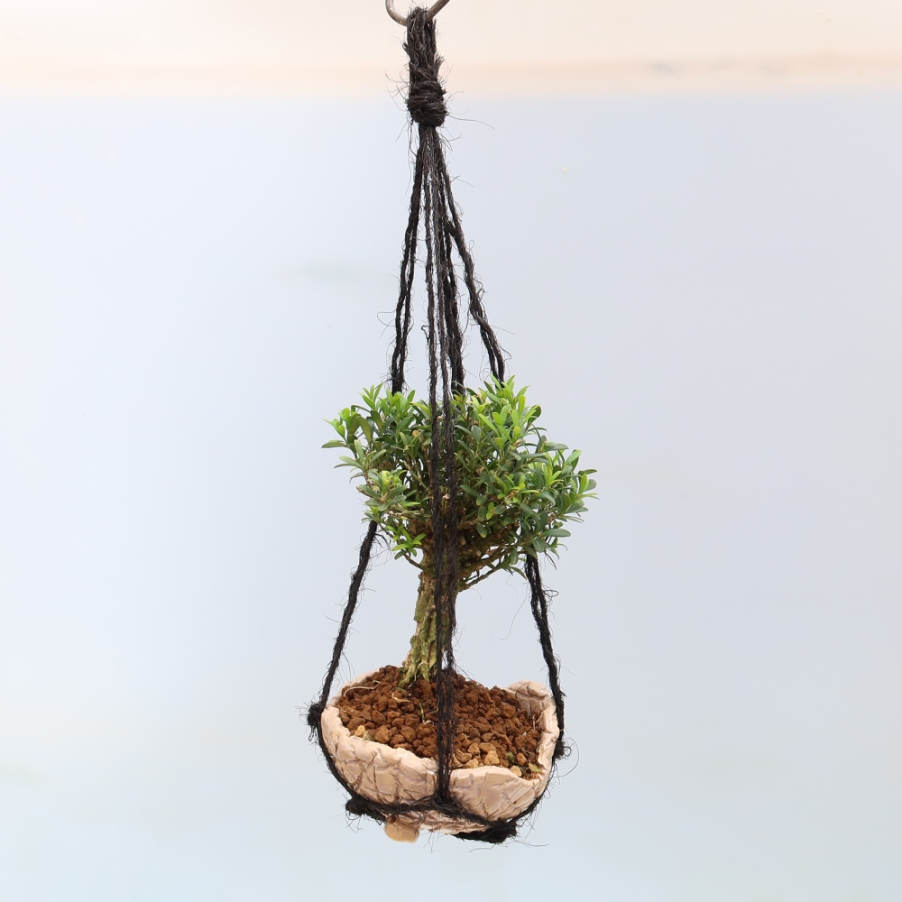 Kokedama v keramice - Buxus harlandii -korkový buxus