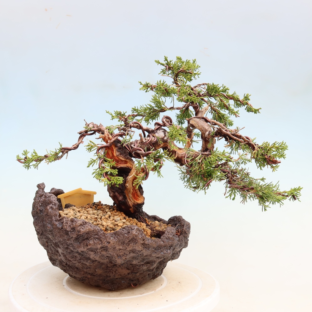 Venkovní bonsai - Juniperus chinensis Itoigawa-Jalovec čínský