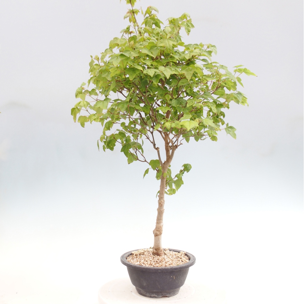 Venkovní bonsai - Acer Buergerianum - Javor Burgerův