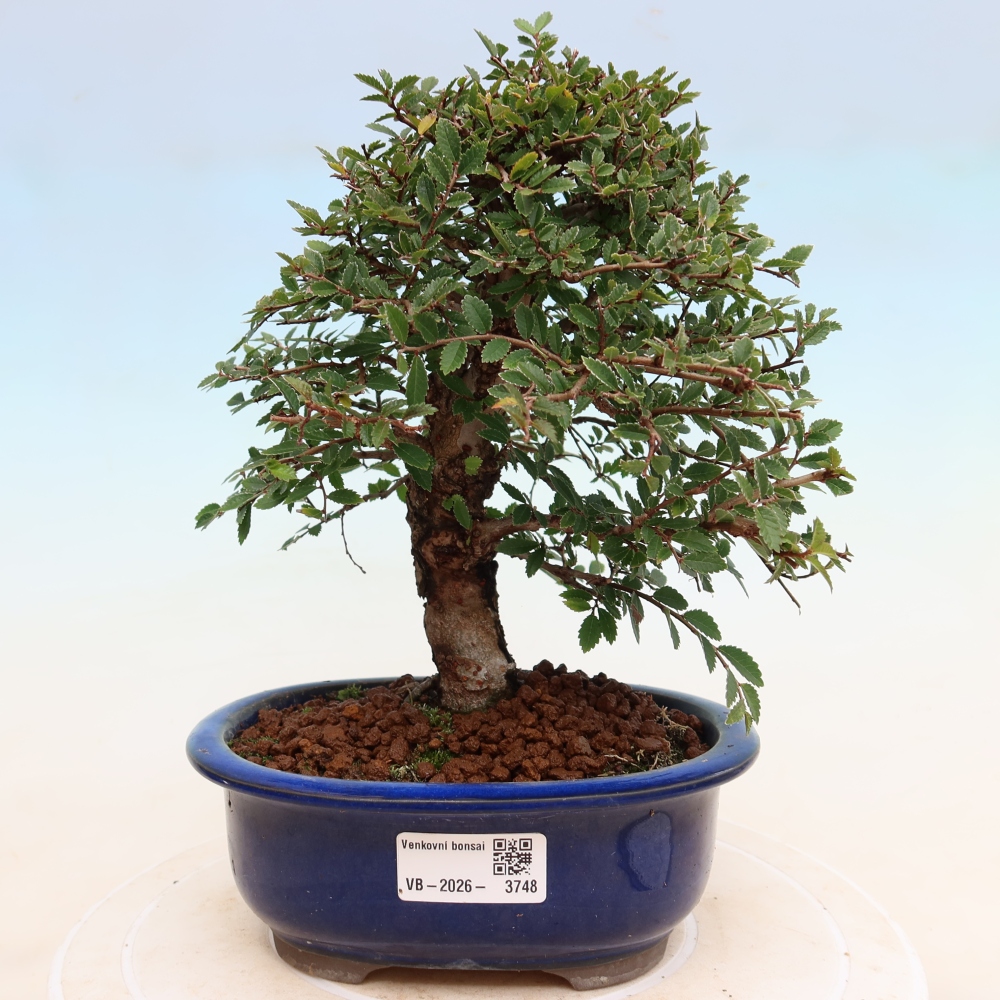 Venkovní bonsai - Zelkova - Zelkova NIRE