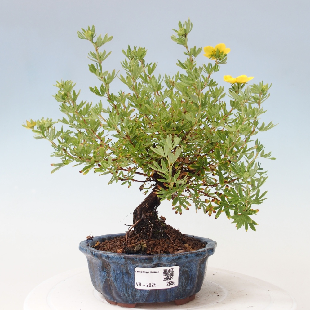 Venkovní bonsai-Mochna křovitá - potentila fruticosa yellow Bird