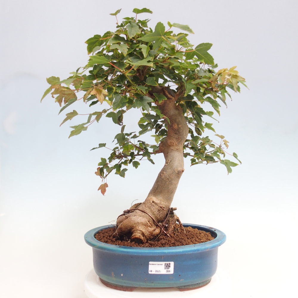 Venkovní bonsai - Acer Buergerianum - Javor Burgerův