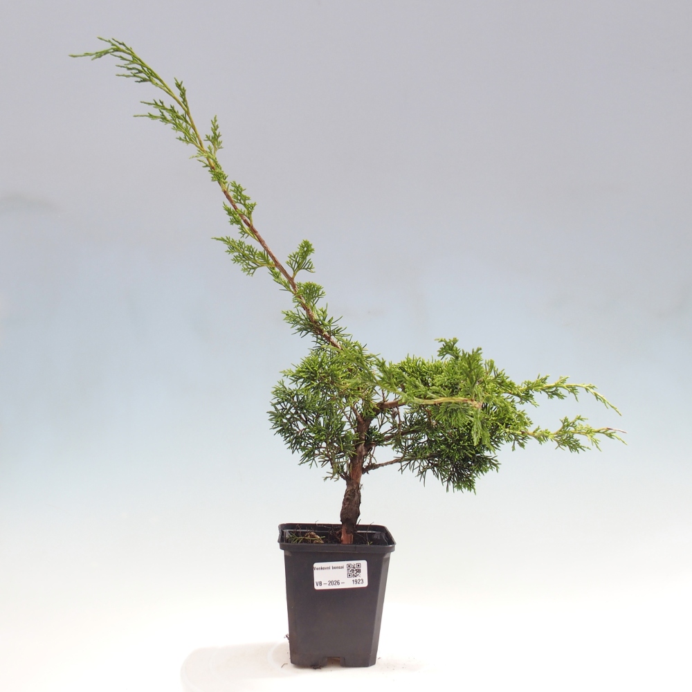 Venkovní bonsai - Juniperus chinensis Itoigawa -Jalovec čínský