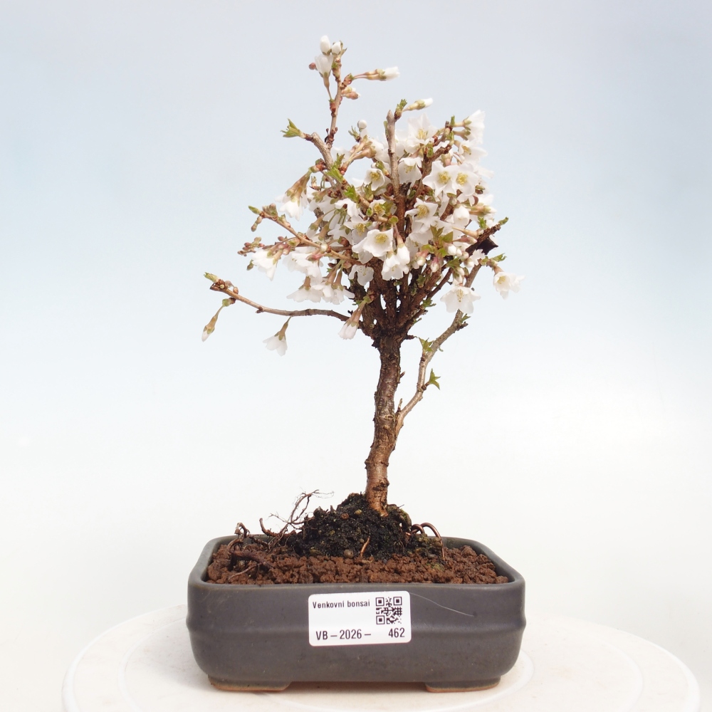 Venkovní bonsai - Prunus incisa Kojou-no mai-Slivoň vyříznutá