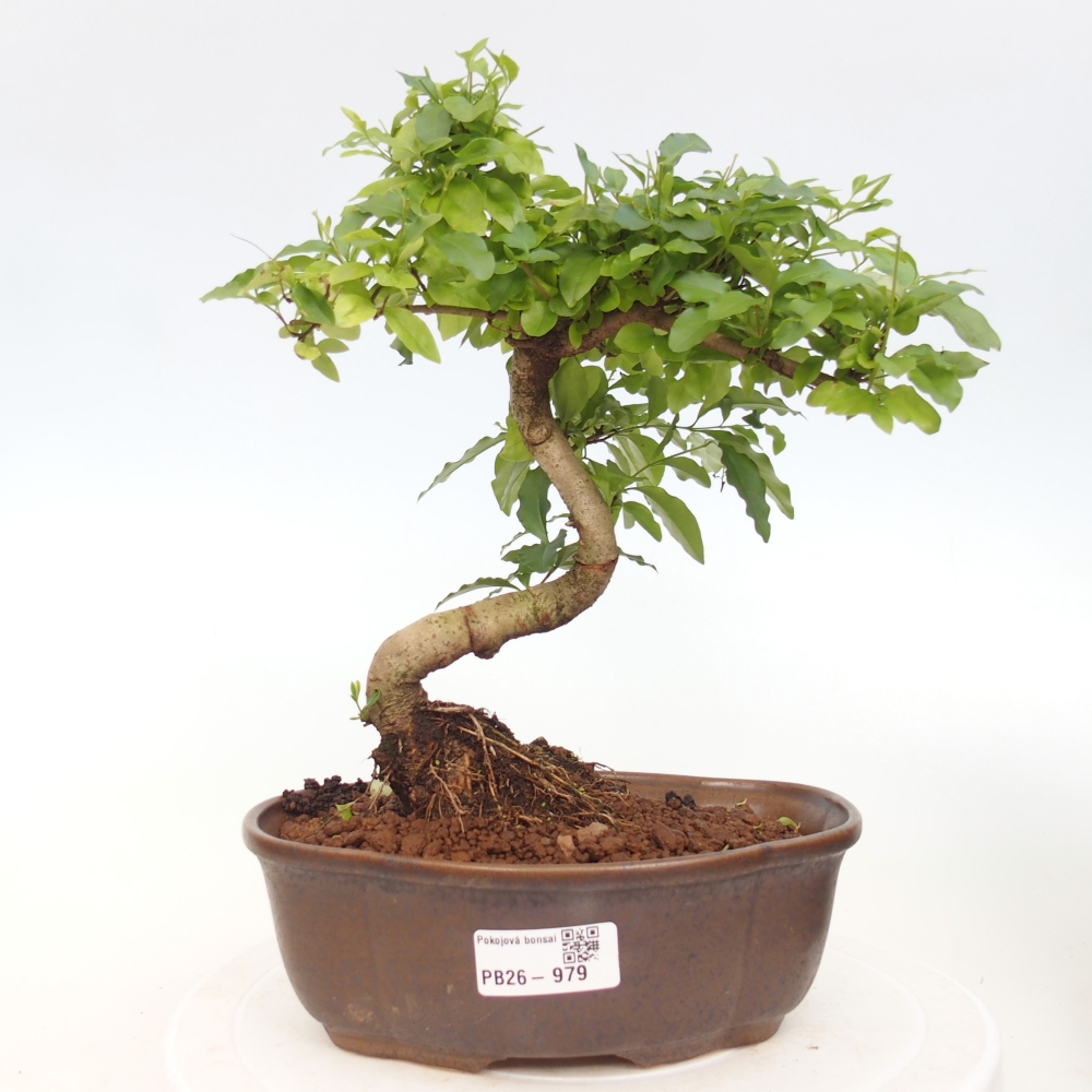 Pokojová bonsai -Ligustrum chinensis - Ptačí zob