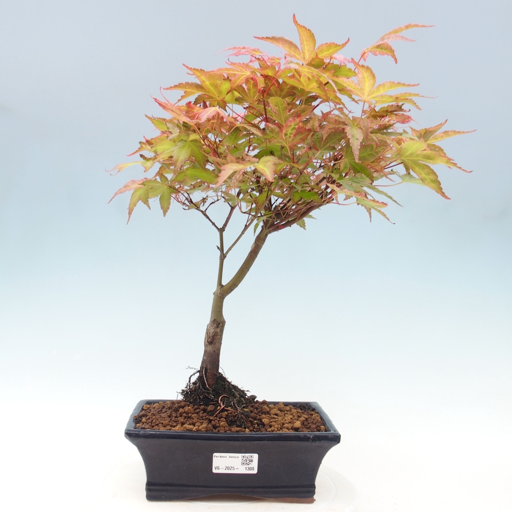 Javor dlanitolistý - Acer palmatum Beni Tsukasa