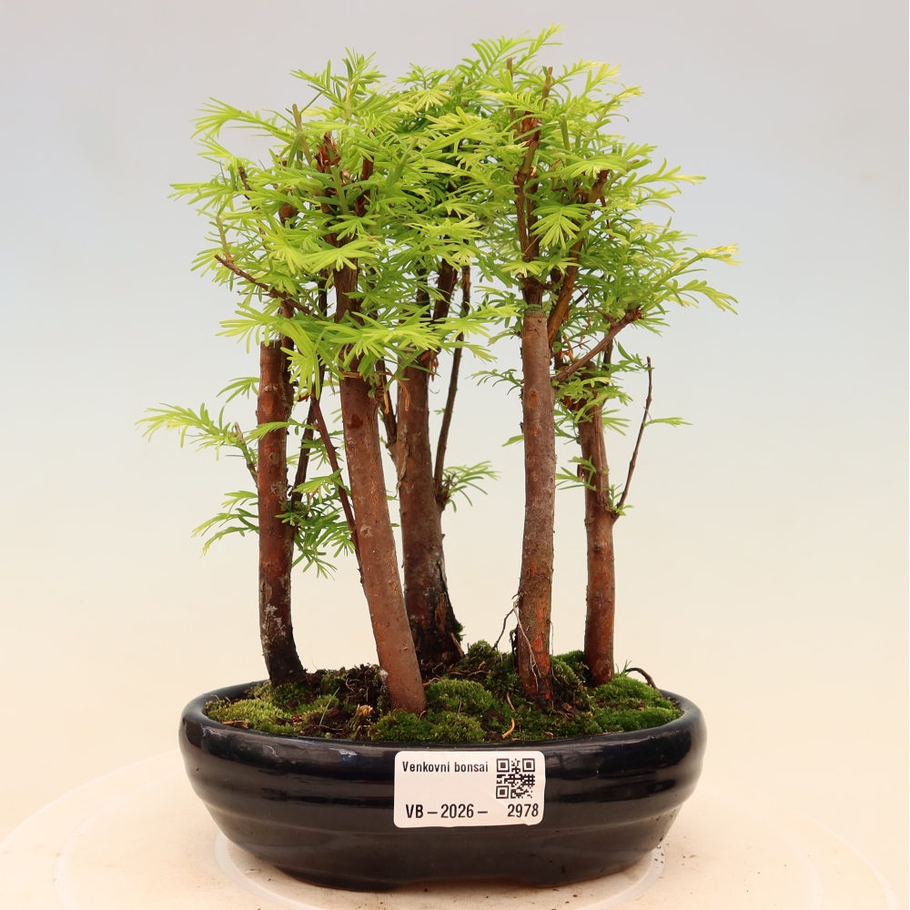 Venkovní bonsai - Metasequoia glyptostroboides - Metasekvoje čínská - lesík