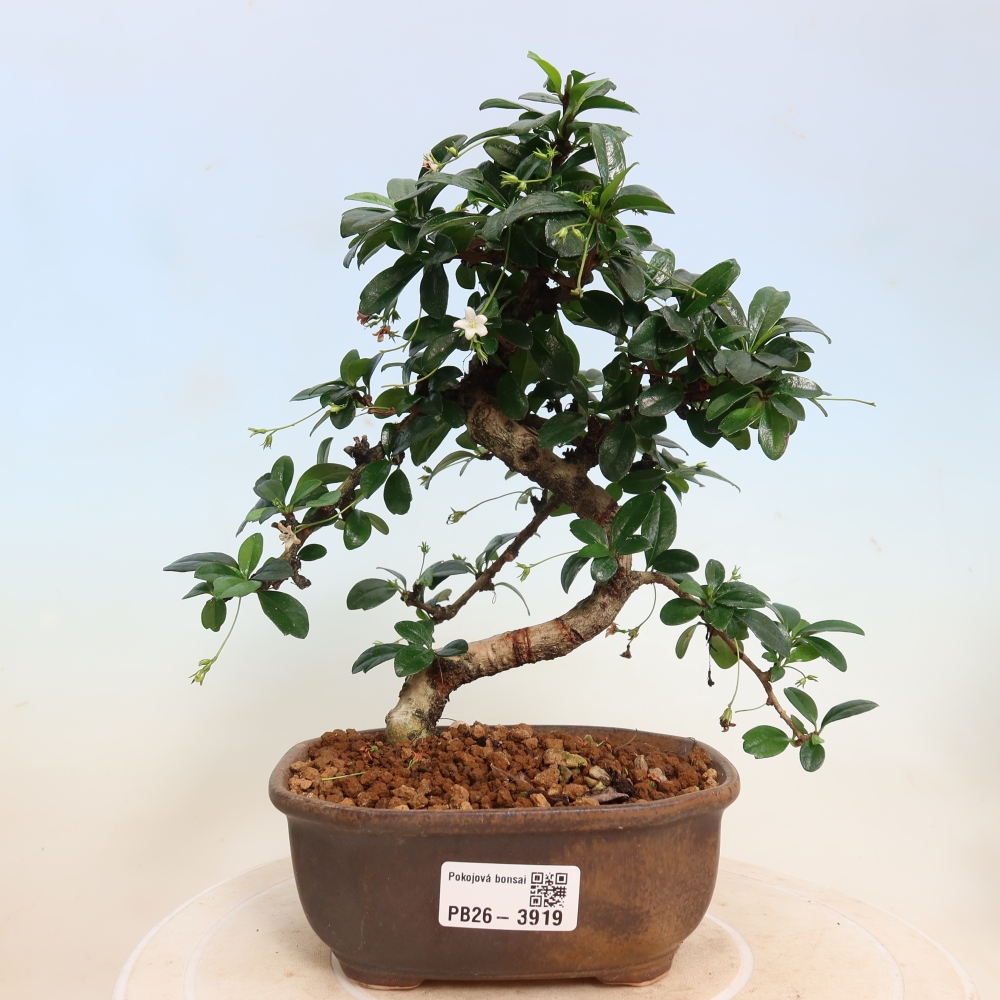 Pokojová bonsai - Carmona macrophylla - Čaj fuki