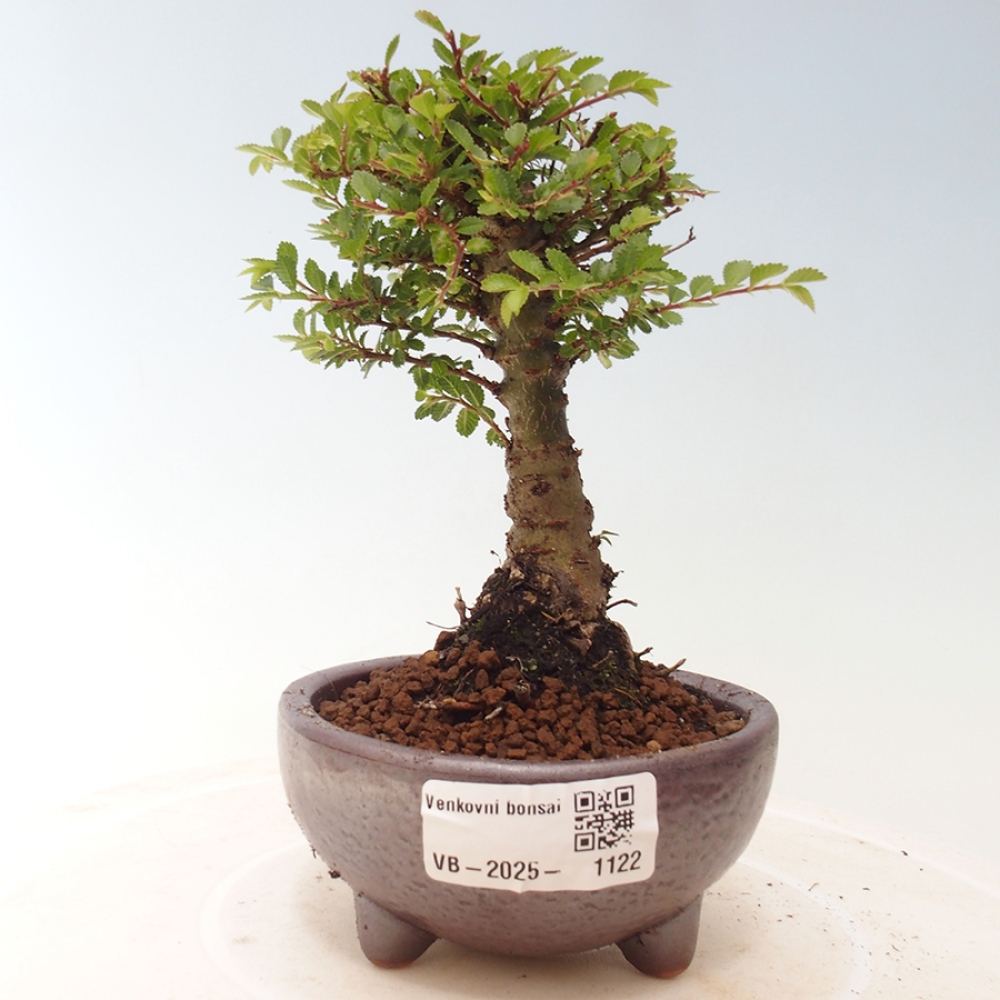 Venkovní bonsai - Ulmus parvifolia Sagei - Malolistý jilm